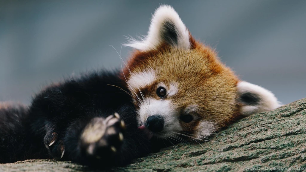 Download Free Modern Red Panda The Wallpapers 2000x1125