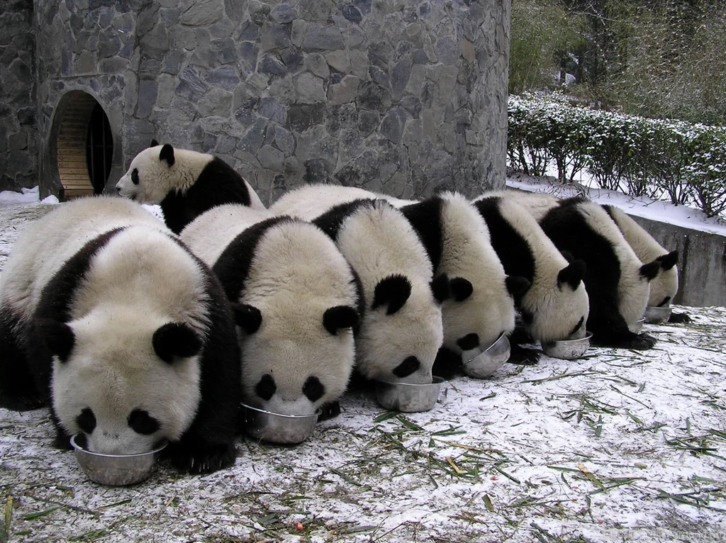 Cute Baby Panda Wallpapers Free : Animal Wallpapers Rakaruan.com