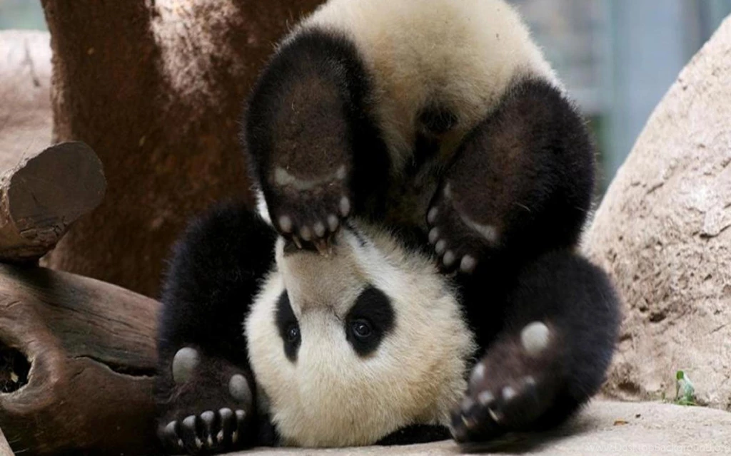 Cute Baby Panda Wallpapers Free : Animal Wallpapers Rakaruan.com
