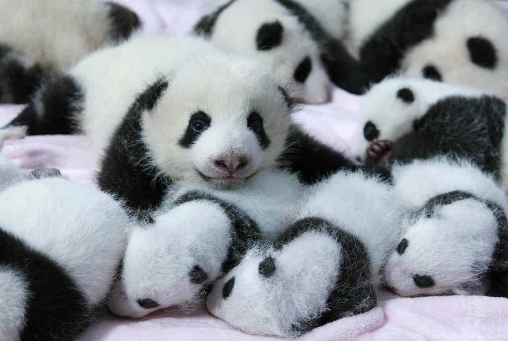 Cute Baby Panda Wallpapers Free : Animal Wallpapers Rakaruan.com