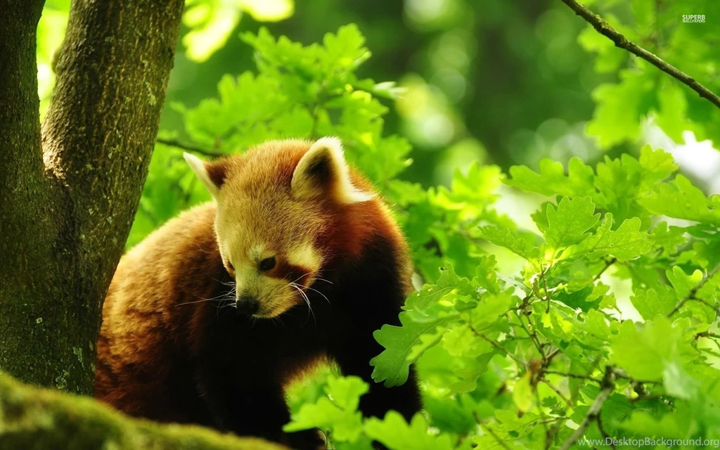 Red Panda Wallpapers Free Uncalke.com