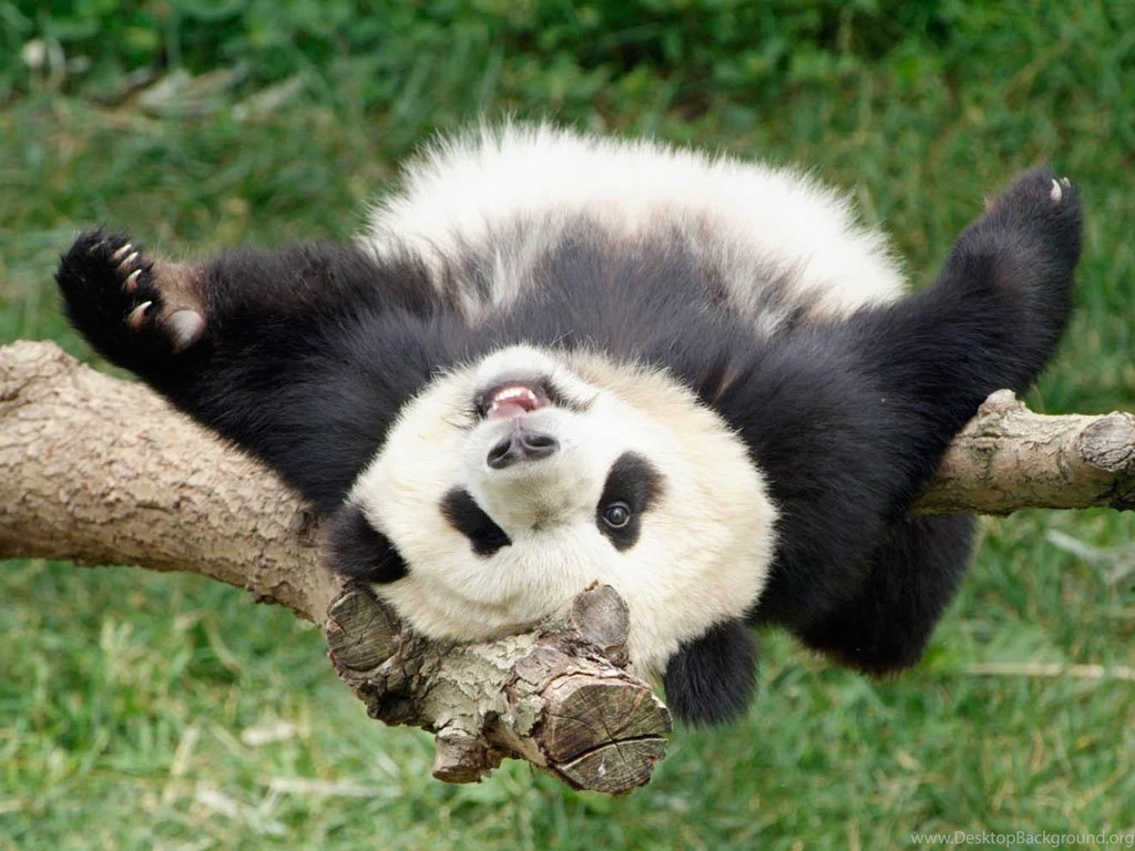 Funny Panda Wallpapers Wallpapers Pictures Gallery