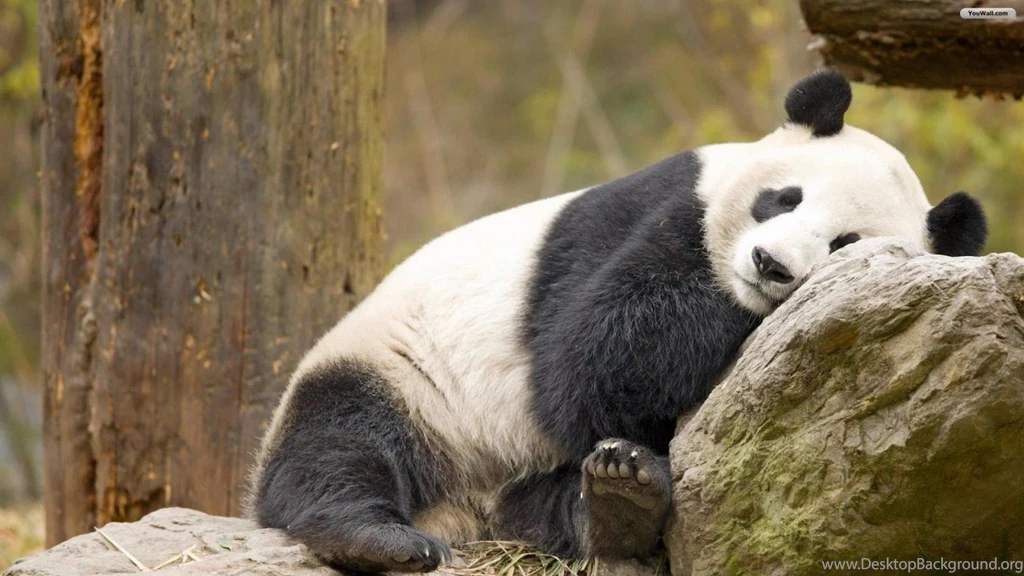 High Quality Panda Wallpapers