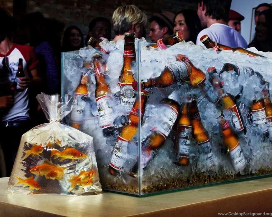 Download Mobile Wallpaper: Funny, Food, Drinks, Beer, Free. 1847.