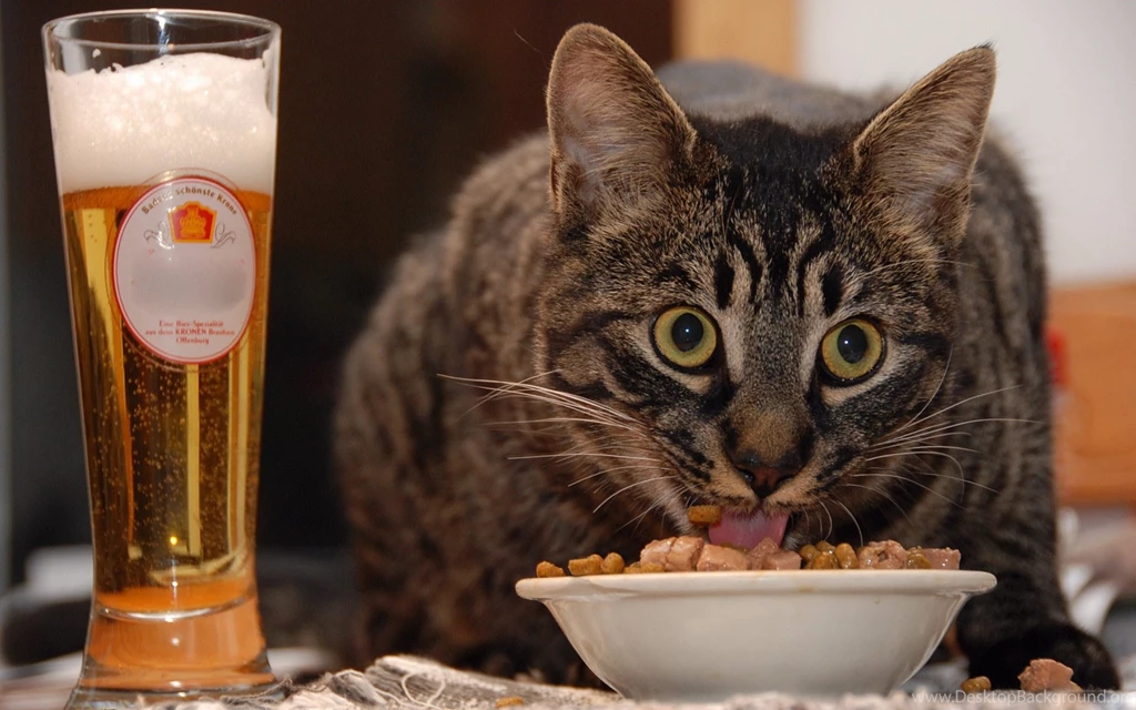 Very Funny Pics Of Cats And Photo Desktop Wallpapers