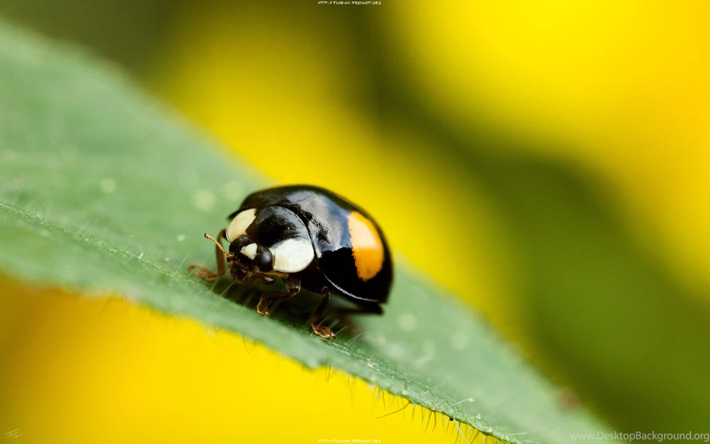 Download The Odd Lady Bug Wallpaper, Odd Lady Bug iPhone Wallpapers ...