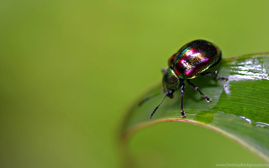Colorful Bugs Insects