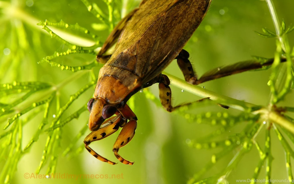 Insect Wallpapers