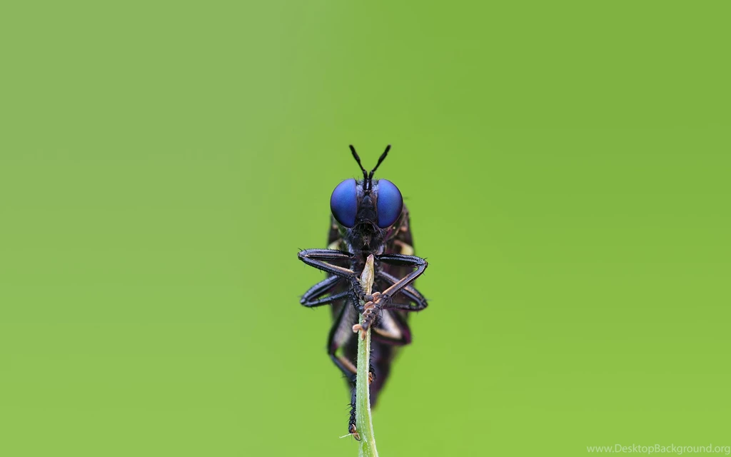 475 Insect HD Wallpapers