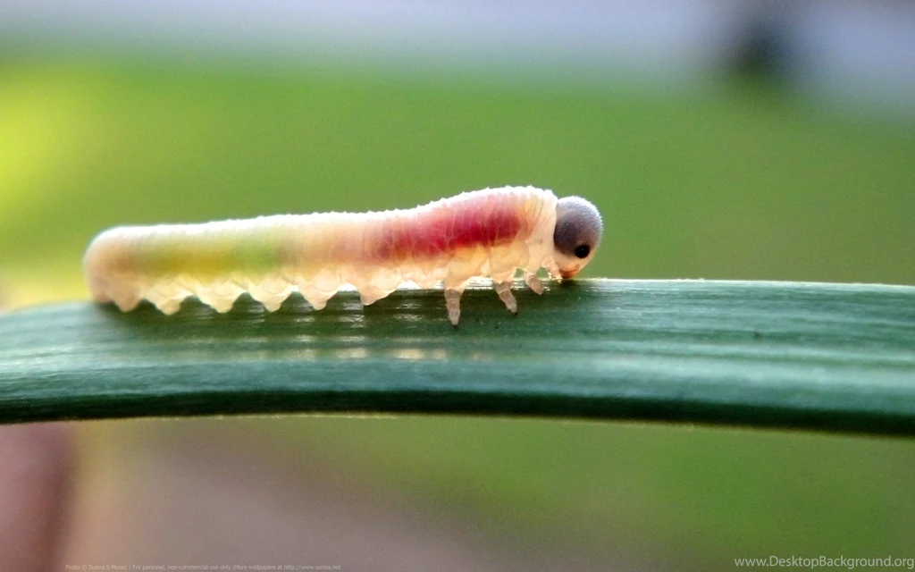 Download The Real Gummy Caterpillar Wallpaper, Real Gummy ...