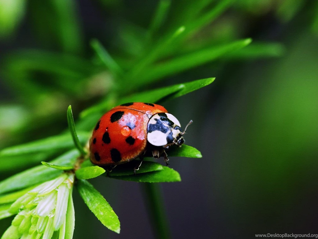 Free 3D Wallpapers Download: Insects Hd Wallpapers, Insect Wallpapers