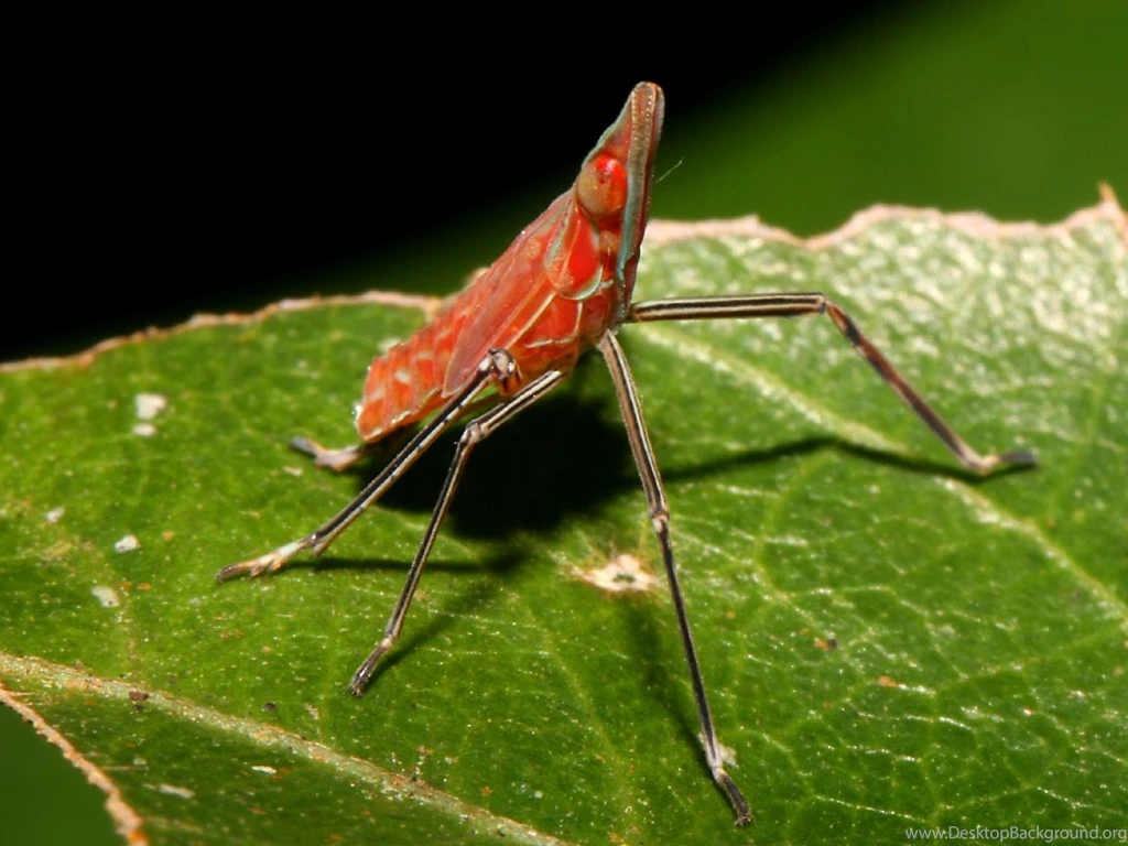 HD Animal Wallpapers: HD Bugs Wallpapers