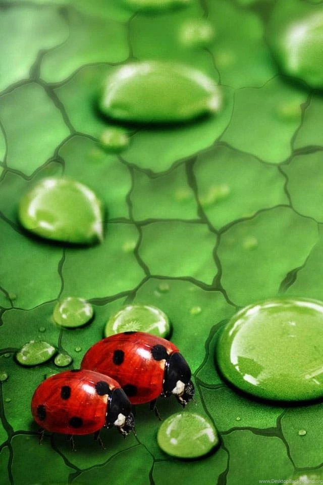 Iphone Bugs Wallpapers Animal Backgrounds