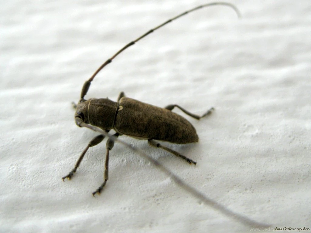 HD Animal Wallpapers: HD Bugs Wallpapers