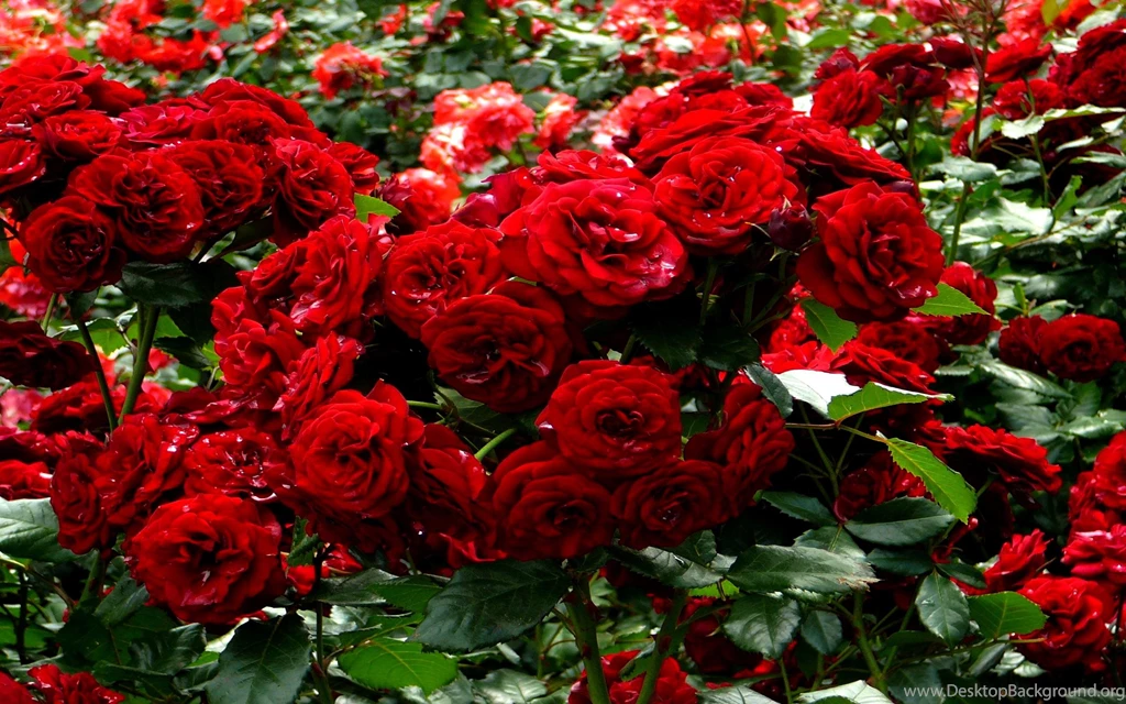 Gardens Wallpaper: Rose Garden Wallpapers Pictures Pics Images ...