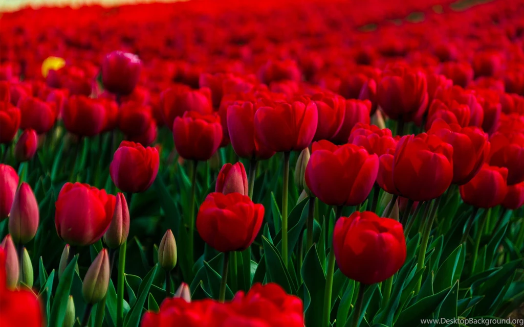 Rose Garden Wallpapers