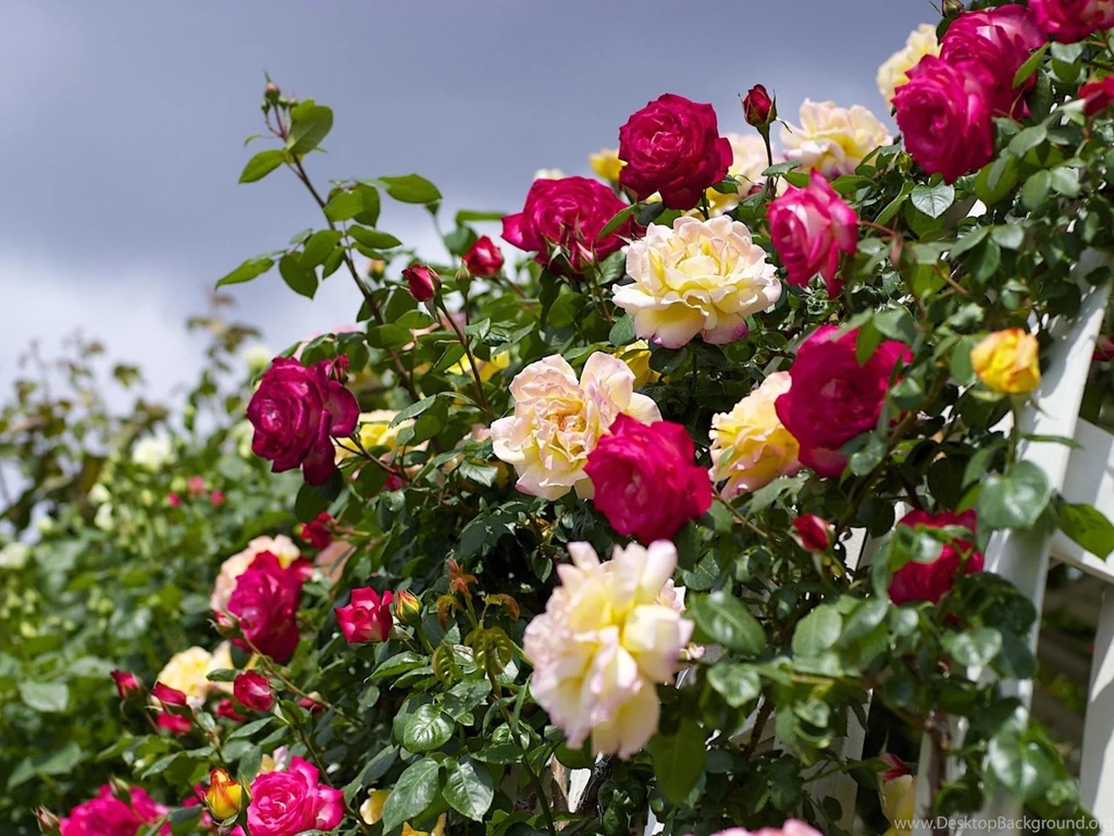 Download Wallpapers 1600x1200 Roses, Flowering, Garden, Sky ...
