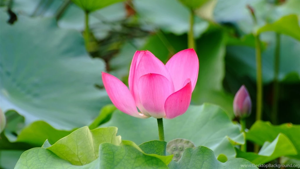 Rose Garden Of The Lotus (rebar Works)