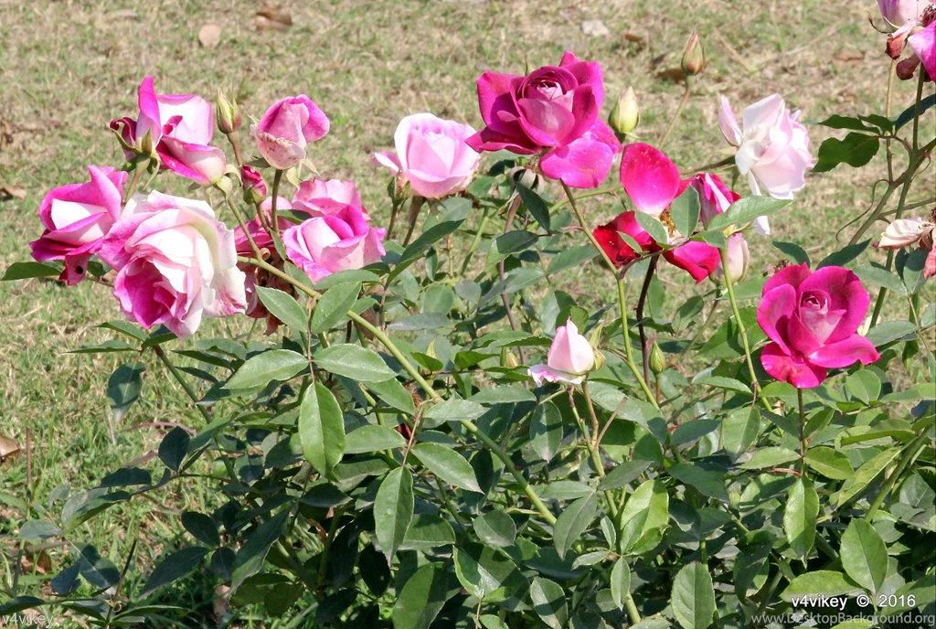 Wallpapers Of Rose Garden