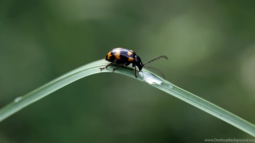 Bugs Wallpapers: Cozy Friends White Nice Green Bugs Red Flower ...