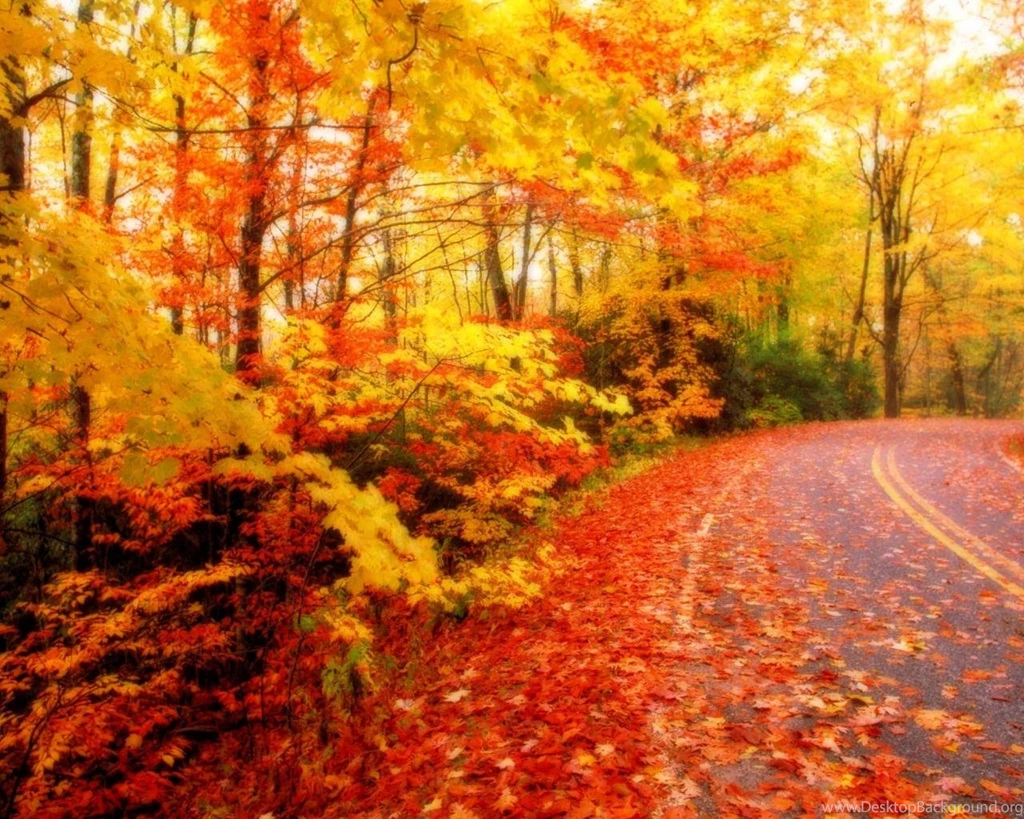 Autumn Leaves Wallpapers (