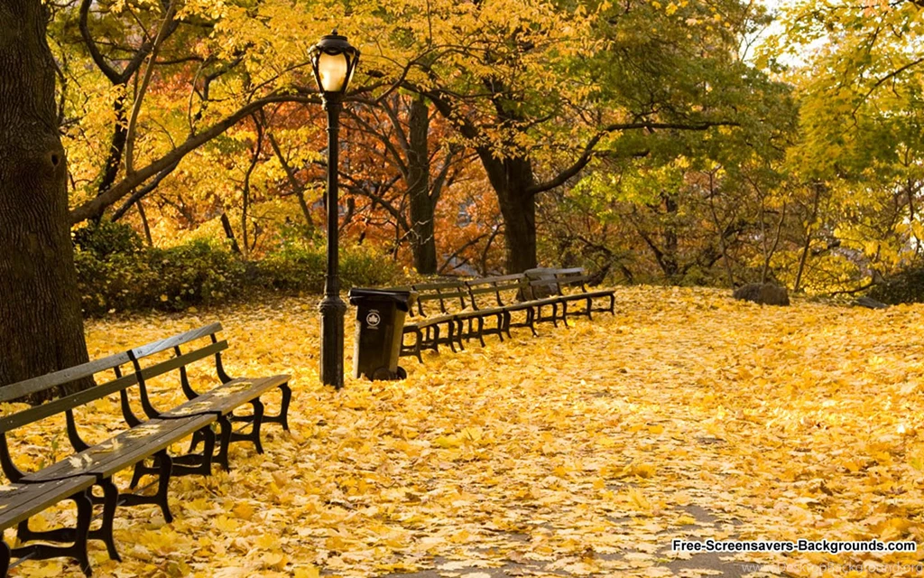 Foliage In The Park Wallpapers