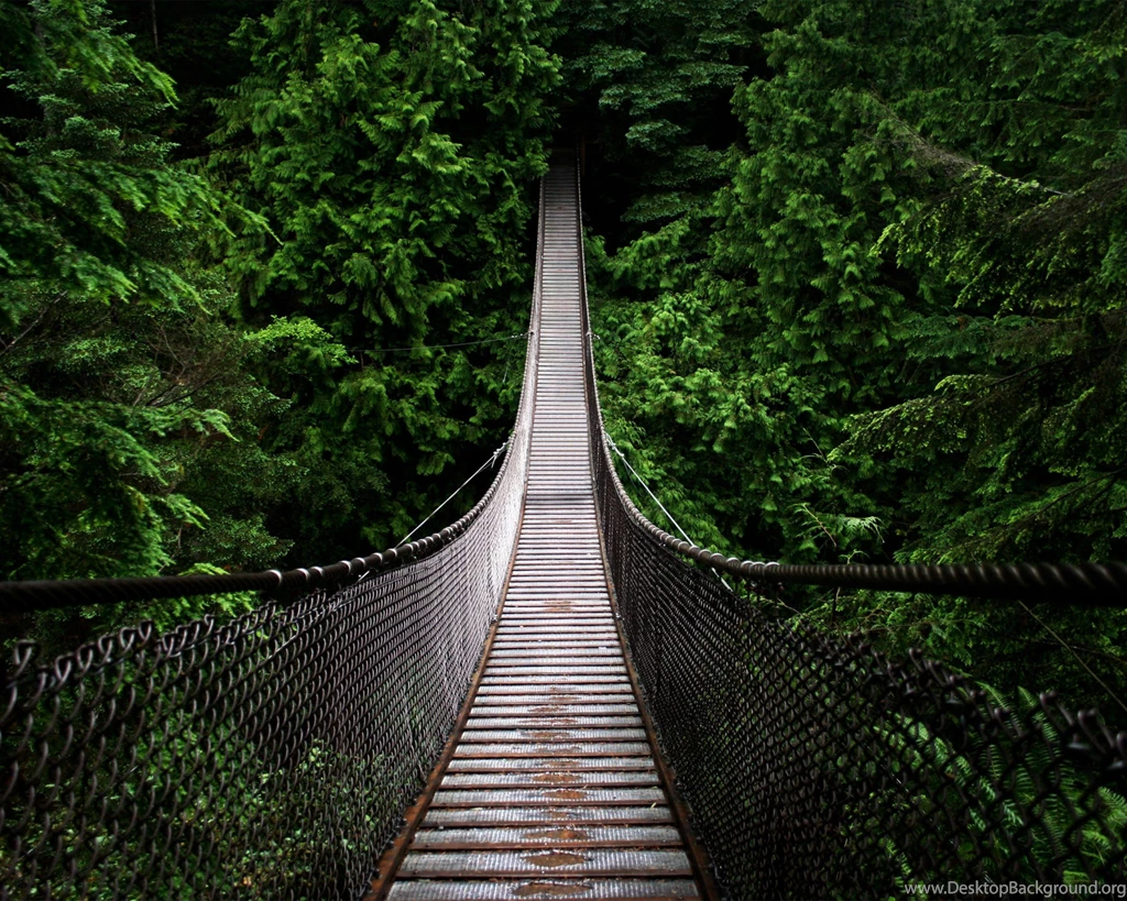 Bridges Bridge Forest Pine Tree Nature High Quality Wallpapers ...