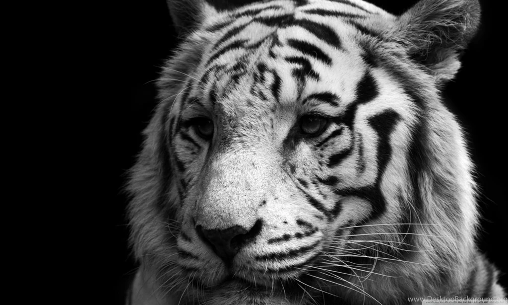 Tiger Black And White HD Desktop Wallpapers : Widescreen : High ...