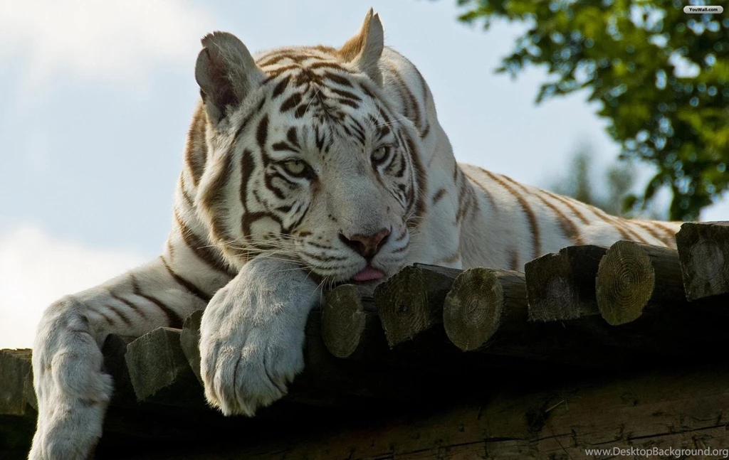 YouWall White Tiger Wallpapers Wallpaper,wallpapers,free ...