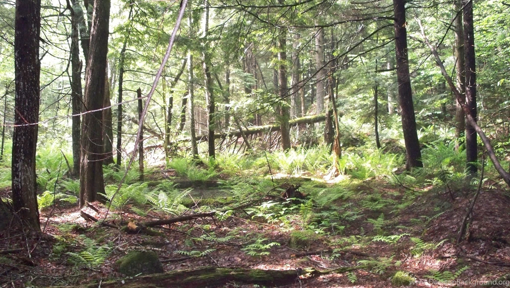 Forests: Loverens Cedar Swamp Forest Antrim Nature Conservancy Nh ...