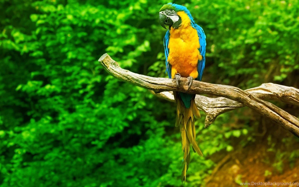 Wide Wallpapers Free Download,desktop Wallpapers