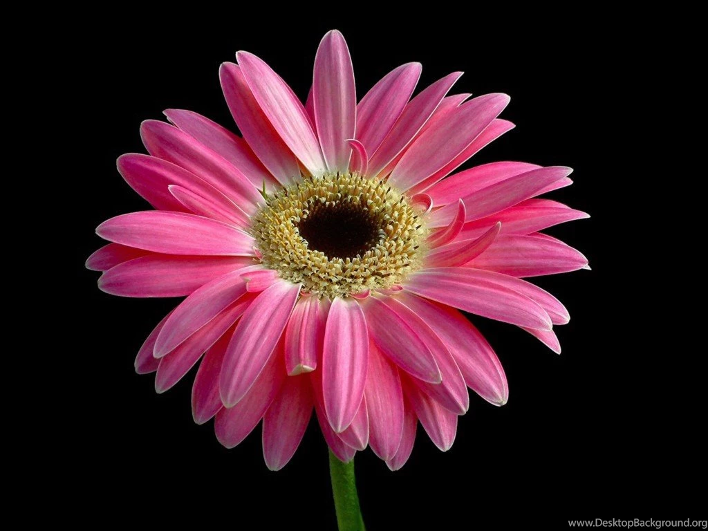 Black And Pink Wallpapers 2656 HD Wallpapers