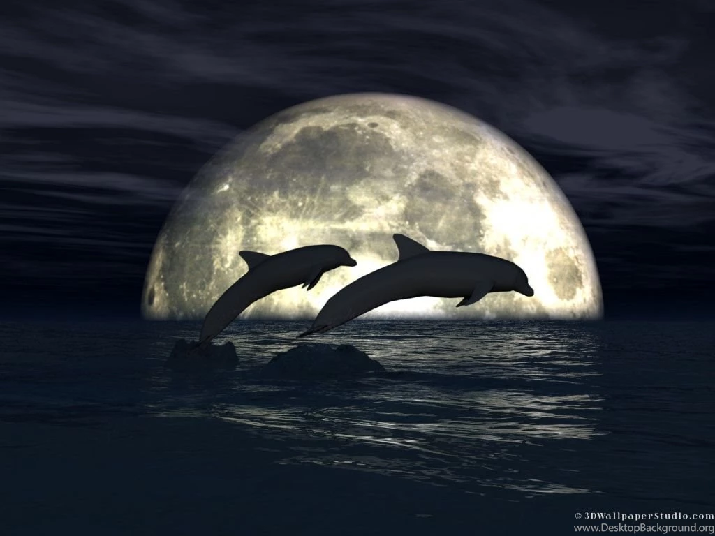 Free Dolphins Wallpapers Wallpapers Cave