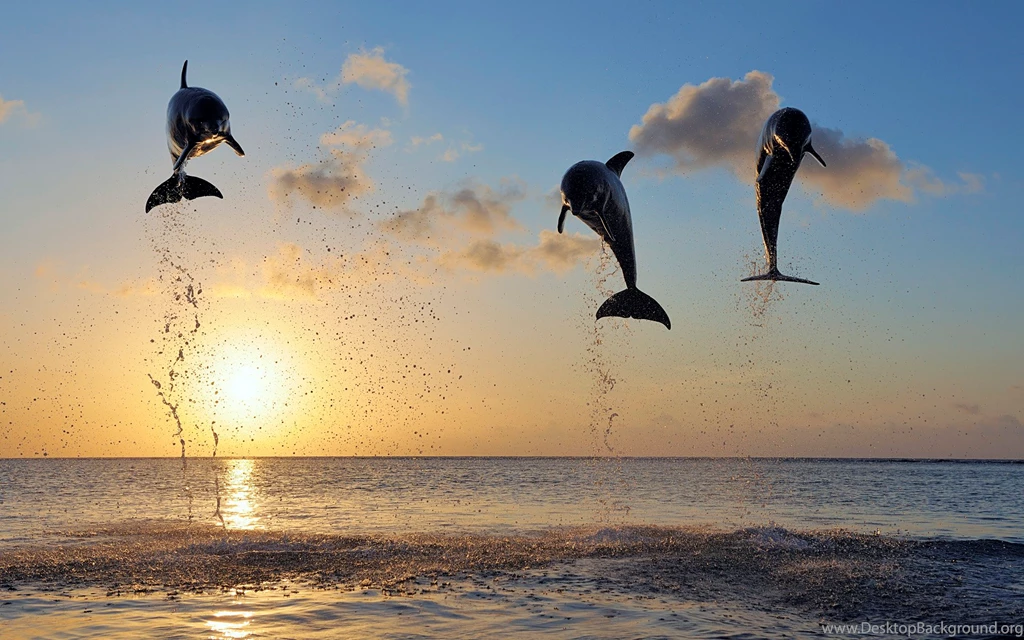Download Cute Action Dolphins Wallpapers Free By Udhao.net