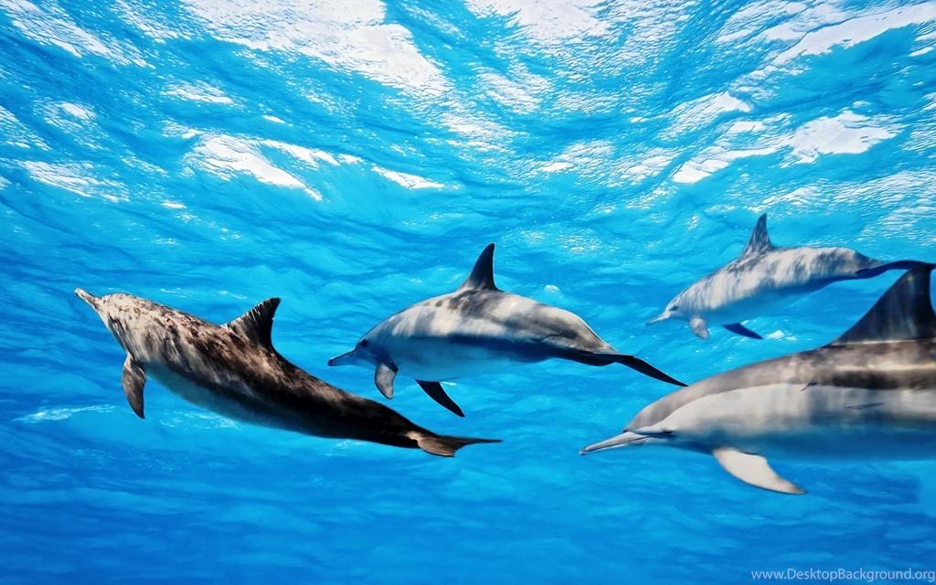 Dolphins Wallpapers, Dolphins Backgrounds, Dolphins Free HD ...