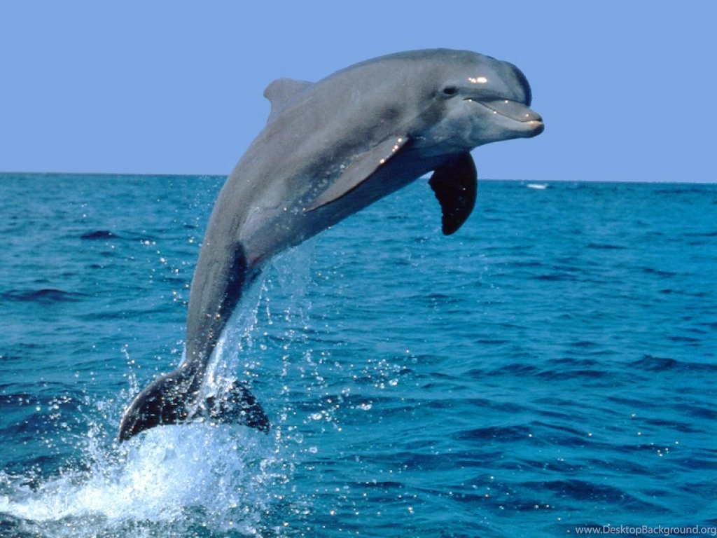 HD Dolphins Wallpapers