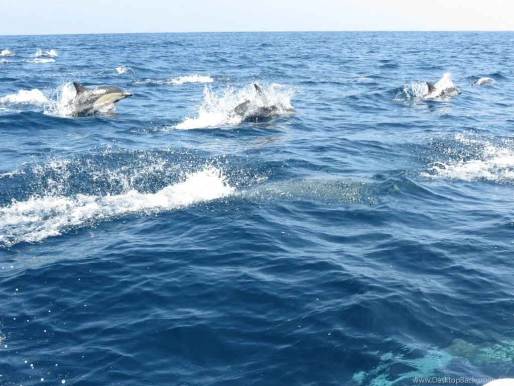Pictures 1024X768 Cow And Dolphin Wallpapers Free Wallpapers ...