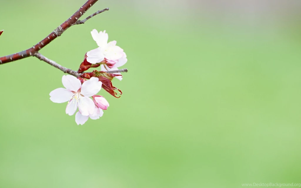 Spring Backgrounds Photos 1001, Size: 1920x1200