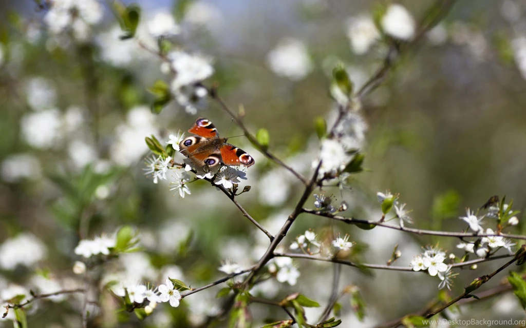 Flowers: Springtime Butterfly Bloom White Tree Nature Backgrounds ...