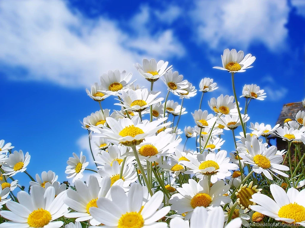 Springtime Backgrounds Wallpapers For PC