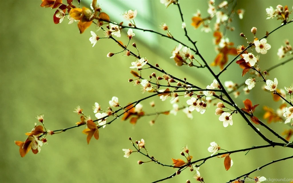 Springtime Backgrounds
