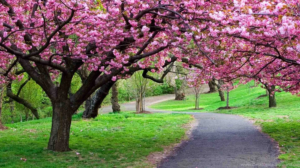 Cherry Tree Latest HD Wallpapers Free Download
