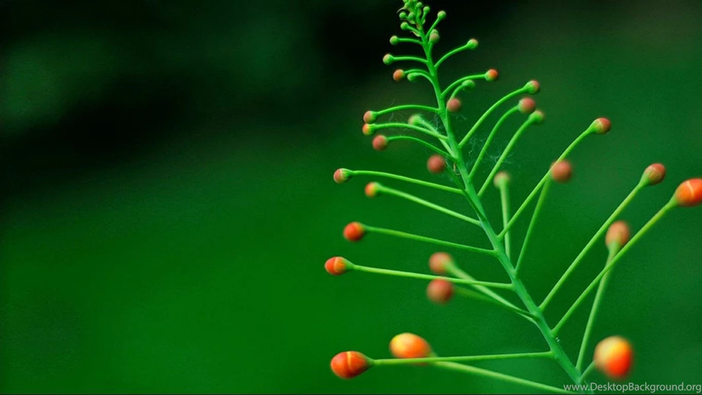 Lush Desktop Backgrounds Picture 1366x768 Widescreen Hd Wallpaper