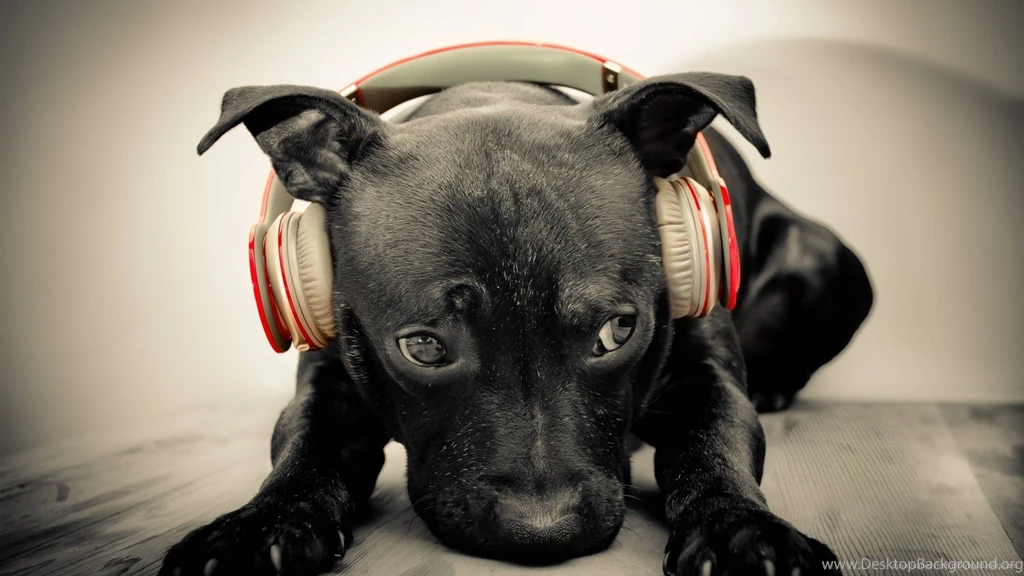 Download 1920x1080 Dog Listening To Red Beats By Dre Solo HD Wallpapers