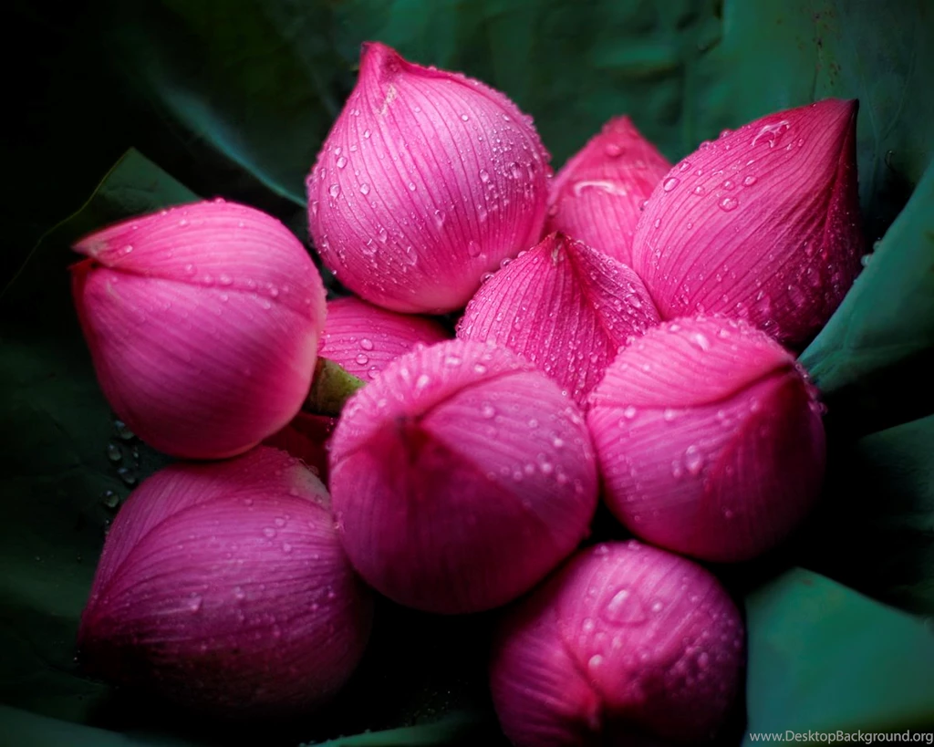 Top 5 Lotus Flowers HD Desktop Wallpapers Free Download   Purple ...