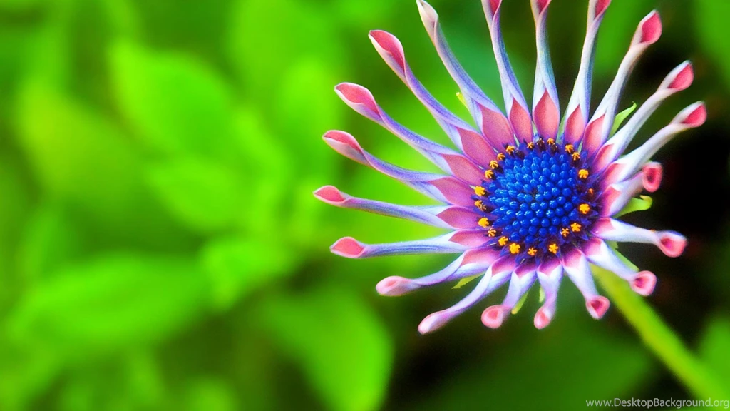 Brilliant Desktop Wallpapers For Free HD Wallpapers Desktop ...