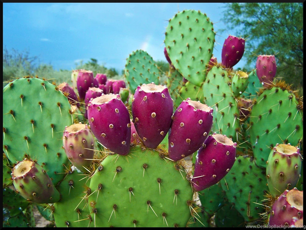 Colors Full Flowers,nature Flower,beautiful Flowers,fantastic ...