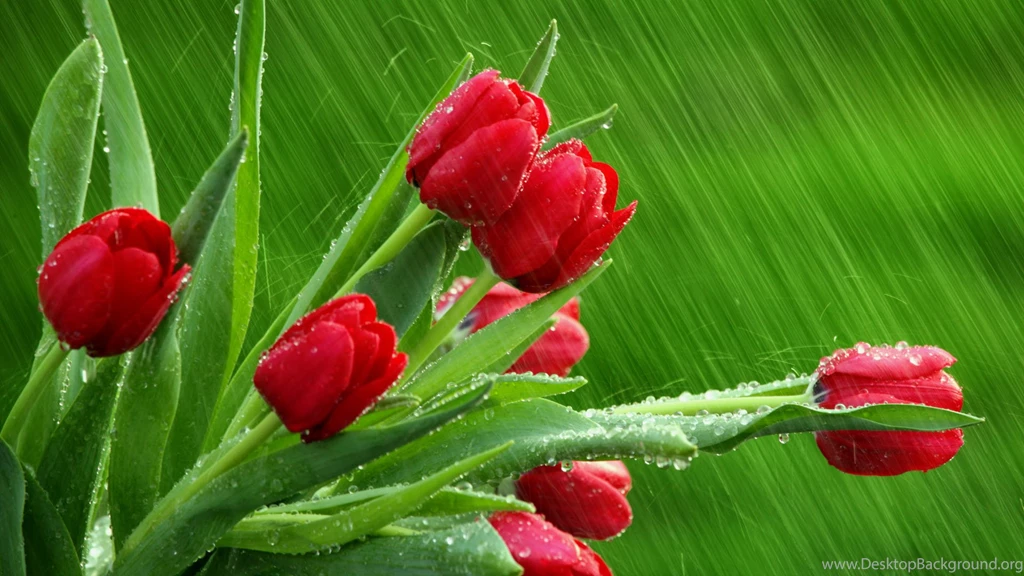 Desktop HD Wallpapers, Flower Backgrounds