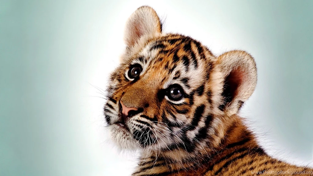 Mac iMac 27 Tiger Wallpapers HD, Desktop Backgrounds 2560x1440 ...