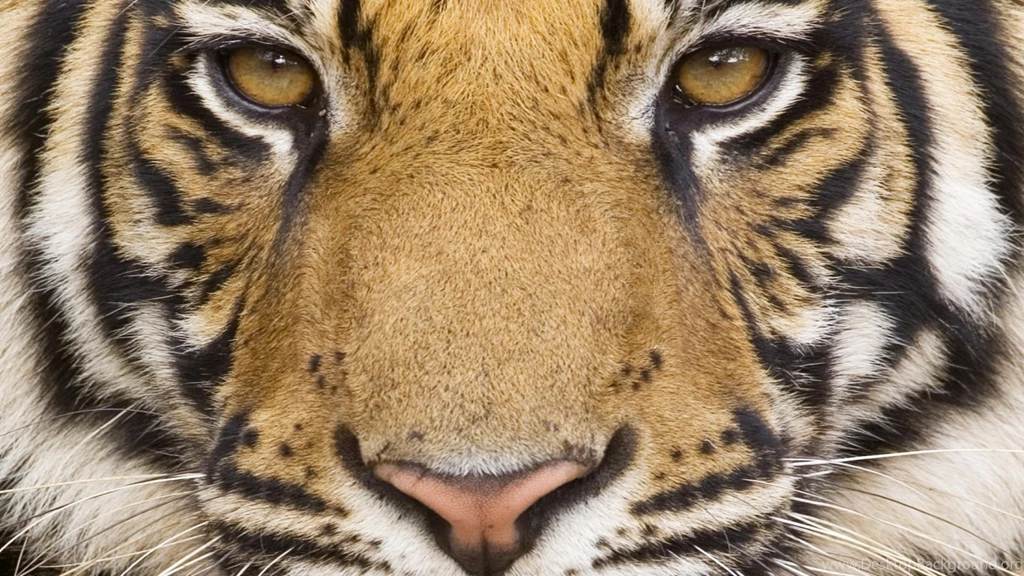 1366x768 Mighty Tiger Desktop PC And Mac Wallpapers